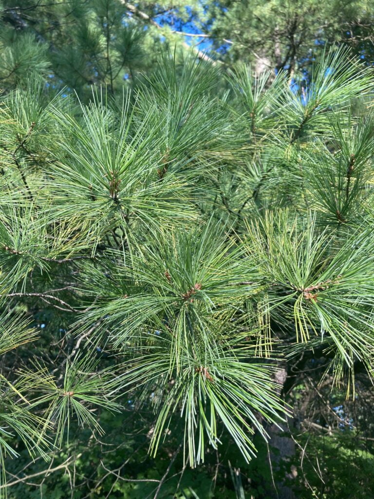 Scotts pine