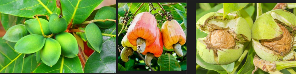 Almond vs Cashew vs walnut
