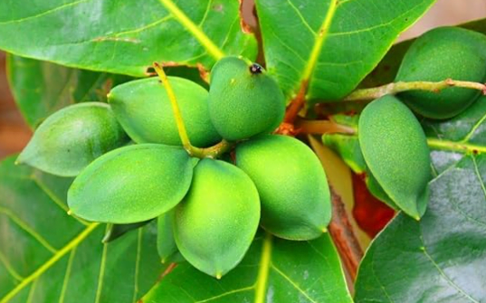 young almond fruit