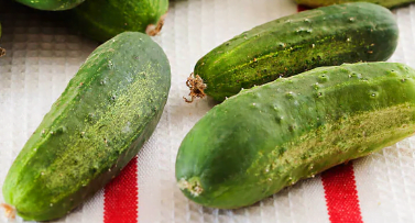 Boston Pickling cucumber
