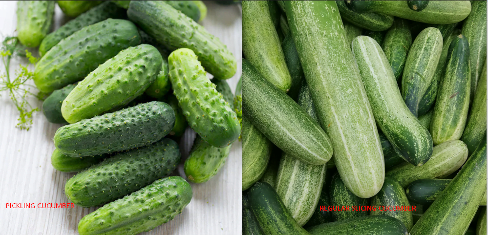 Pickling Cucumber vs Regular Slicing Cucumber