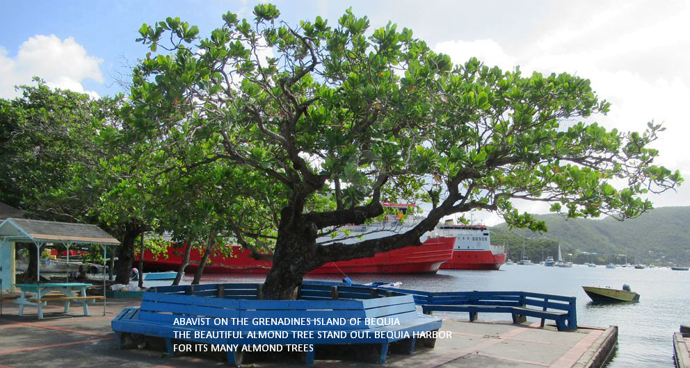 Caribbean almond tree