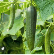 persian cucumber