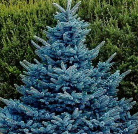 Baby Blue Spruce (Picea pungens).