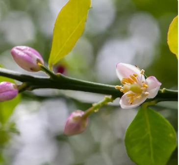 Finger lime blossom