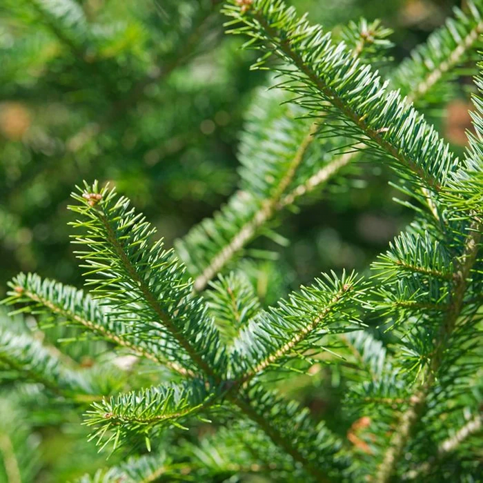  Balsam fir branch