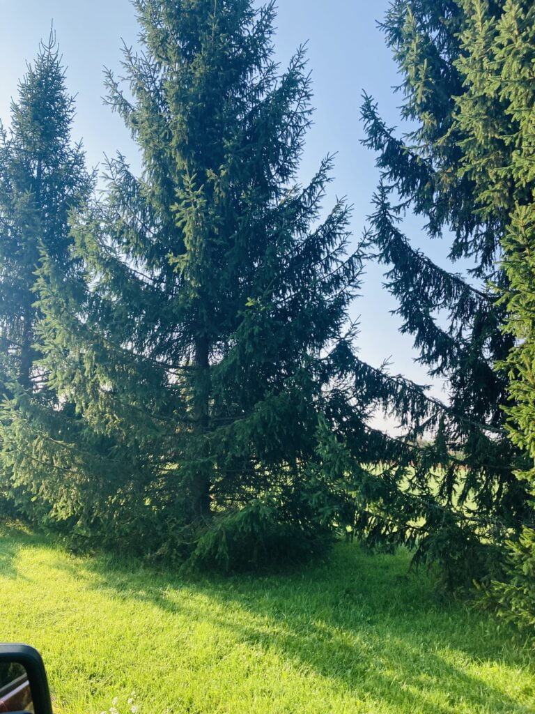 Norway Spruce