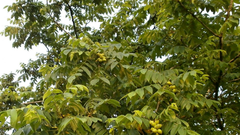 Walnut tree branch