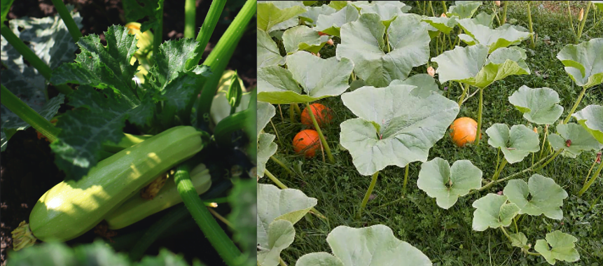 Zucchini Leaves vs Pumpkin Leaves Can you Eat these?
