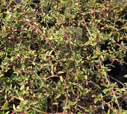 Caraway Thyme (Thymus herba-barona): 