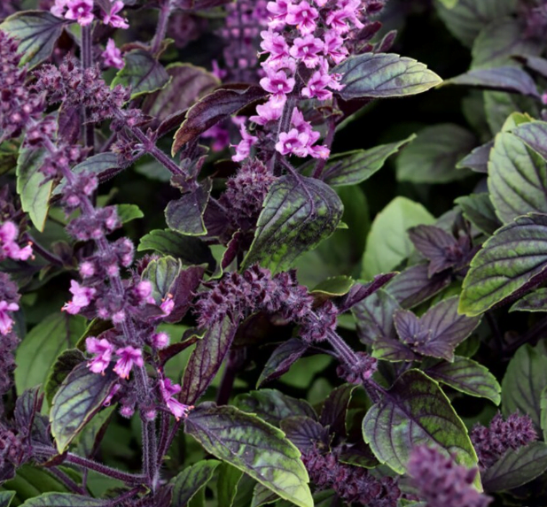 Blossom of african blue basil