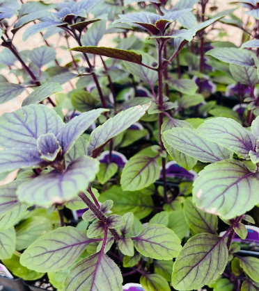 plant of African blue basil