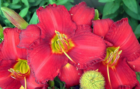 Chicago Apache day lily