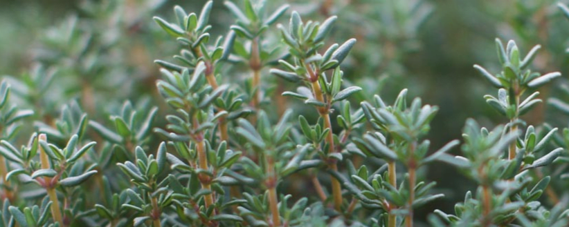french thyme