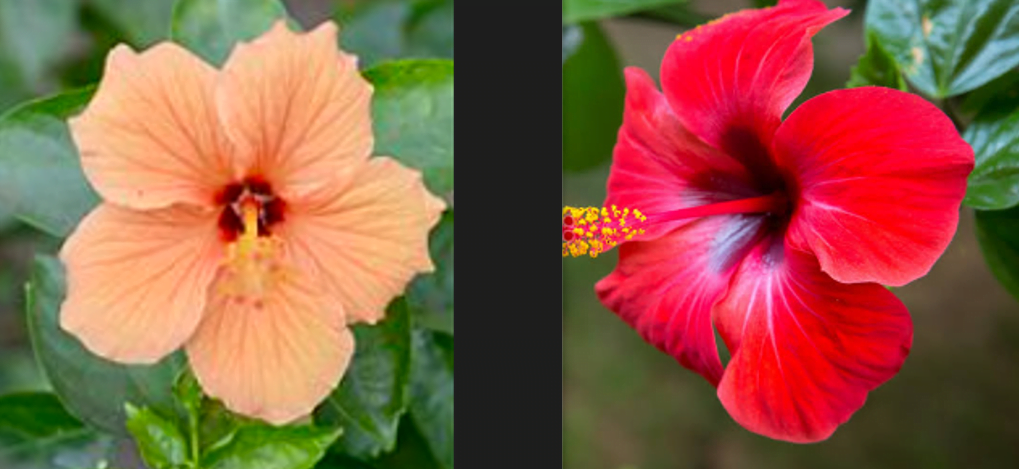 Hibiscus peach color and red