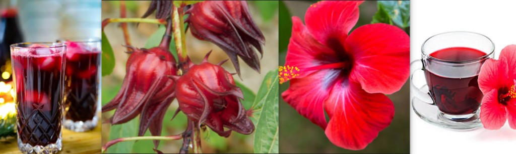 Sorrel plant with its drink vs hibiscus with its tea