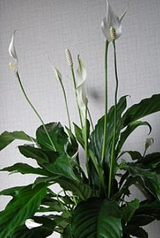 white blossom of peace lily