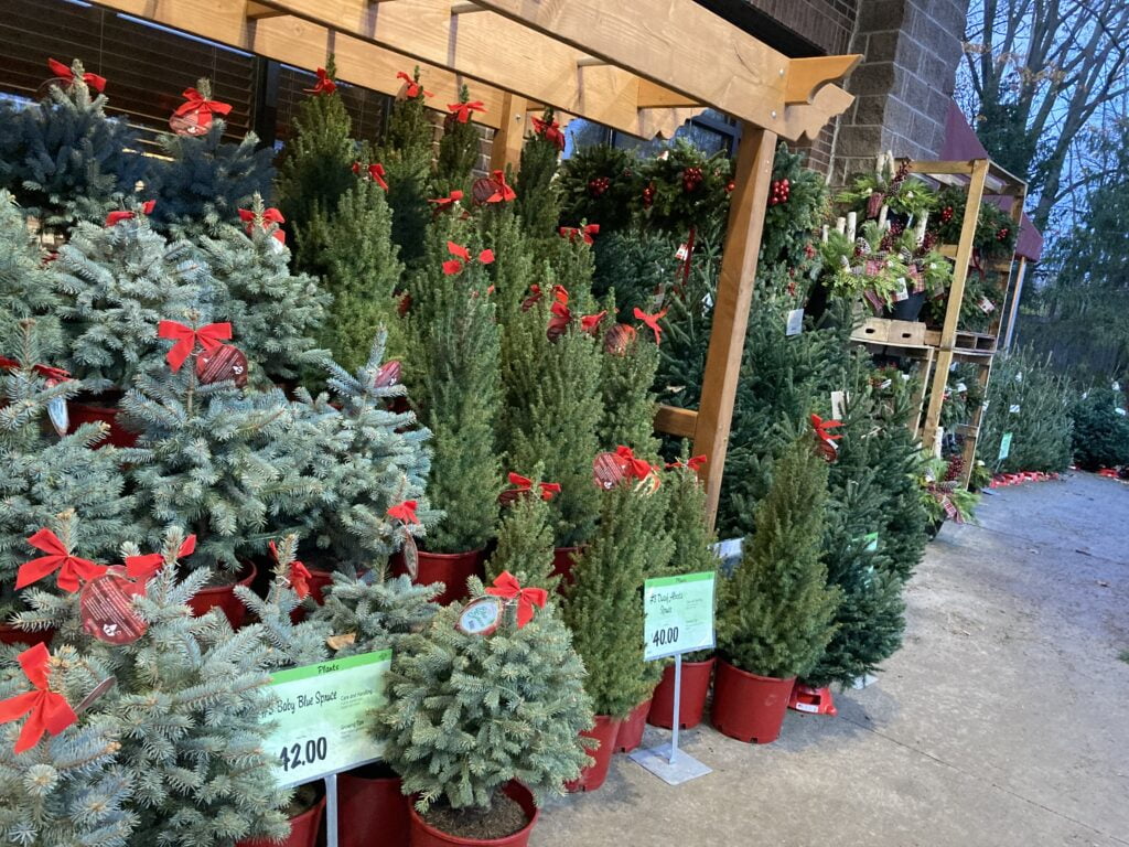 Christmas tree trees are decorated with red bows and small ornaments, giving them a festive, holiday look. 