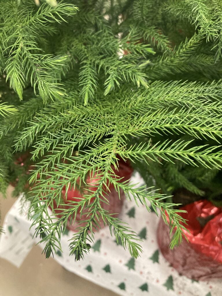 Norfolk island pine branch