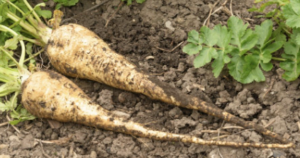 fresh parsnip root