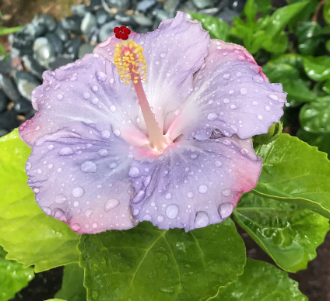 Cajun blue hibiscus