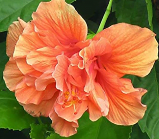 Double Orange hibiscus