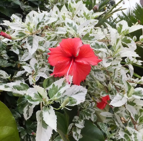 Snow Queen hibiscus  (rosa-sinensis)
