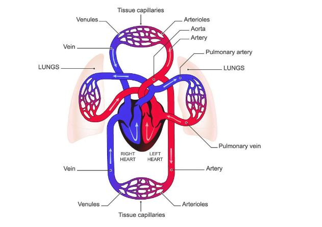 this diagram illustrates Arterial and Venous blood flow