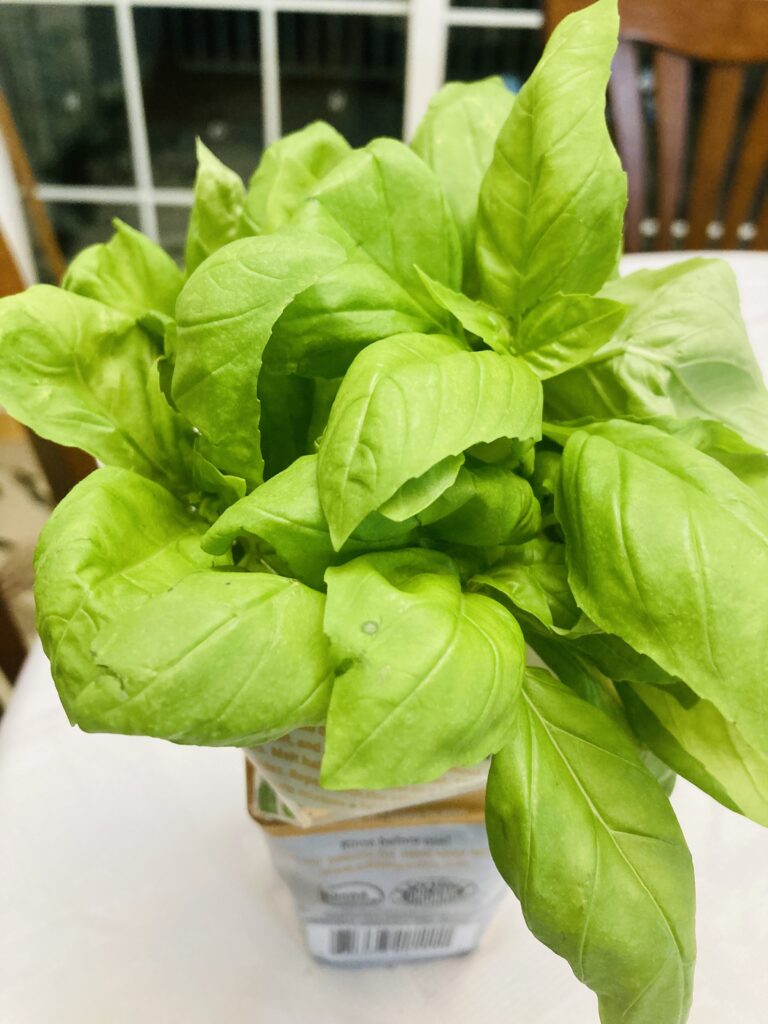 Fresh Basil plant in a pot