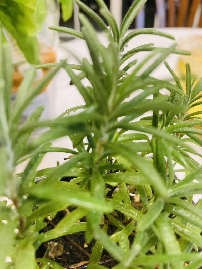Fresh Rosemary plant