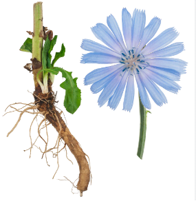 Chicory root