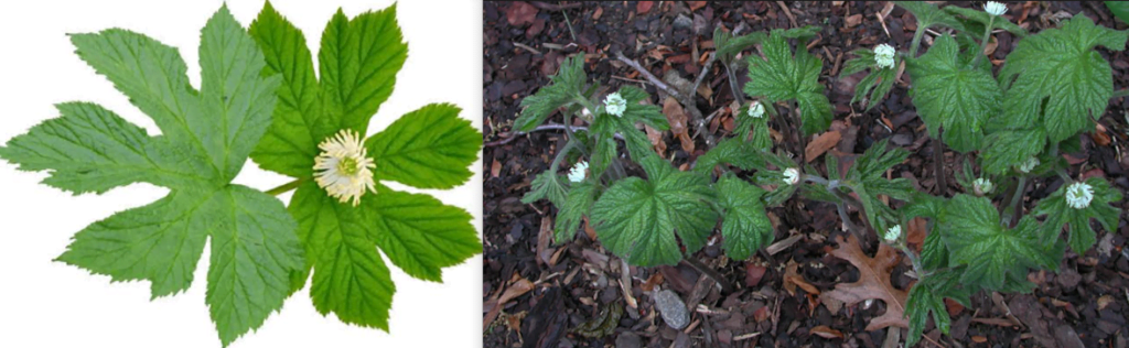 Hydrastis canadensis (goldenseal) with white flowers