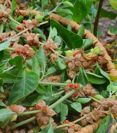Ashwagandaha