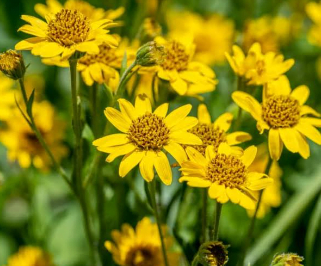 Arnica plant use to make the Arnica gel