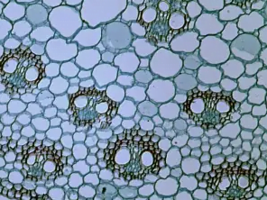 This is a 100× magnified, bright-field micrograph image showing a cross-section of a Zea stem.