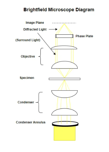 Brightfield Microscopy Detailed Diagram