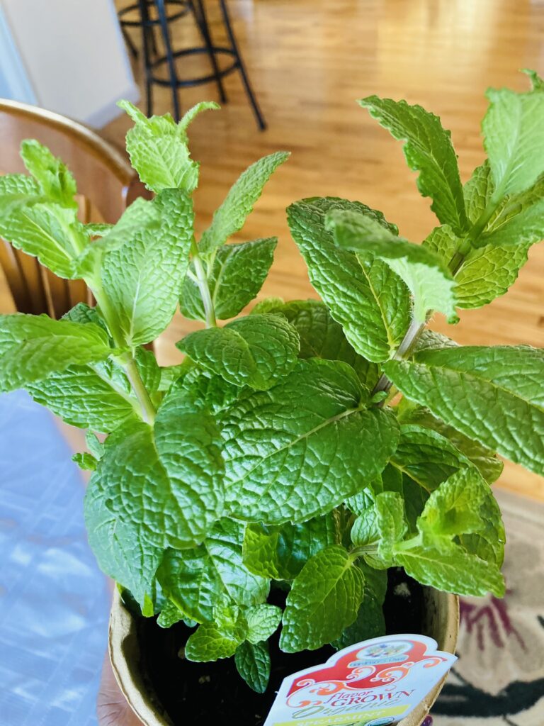 my spearmint plant i have growing indoors
