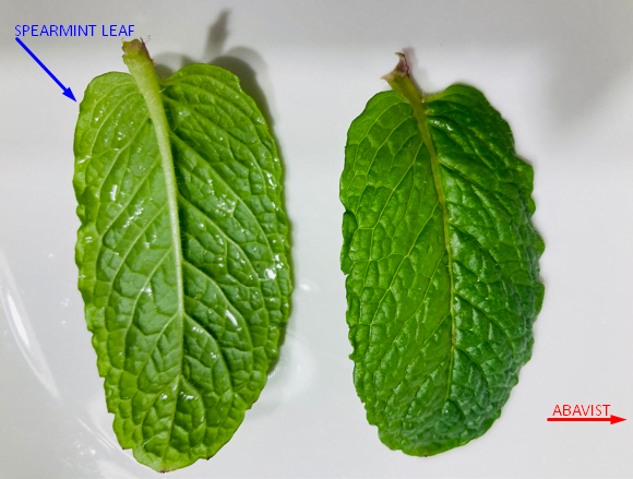 leaves from the Spearmint plant