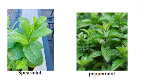 Spearmint vs peppermint plant